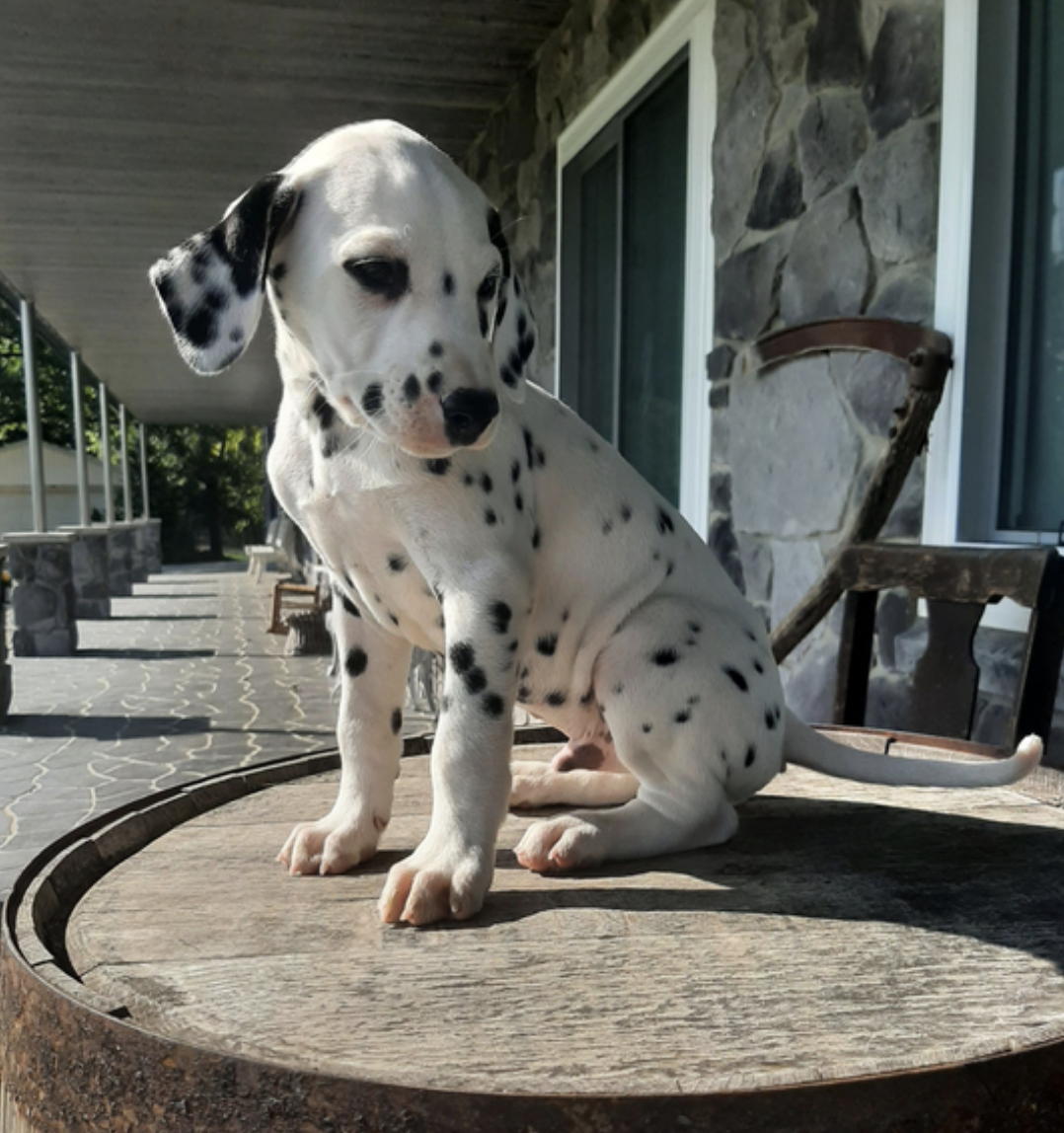 comprar cachorros sanos, baratos y asequibles para la venta